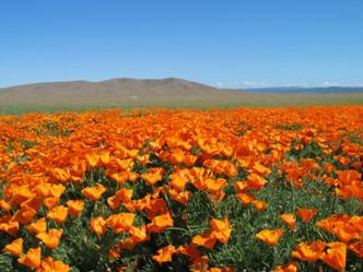 Fleur-desert.jpg