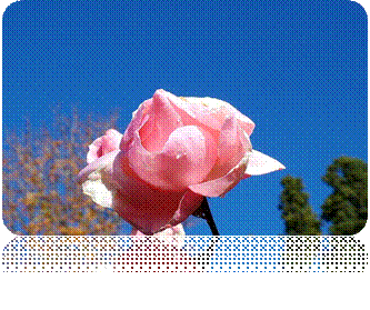 Description : pink-rose-autumn.jpg