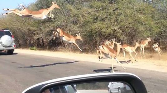 Description: C:\Users\Bernard\Downloads\impala-jumps-into-car-to-escape-cheetah-image10.jpg