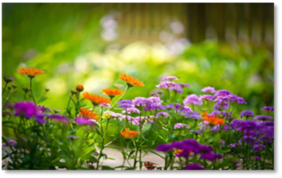 Description: Purple-orange-flowers-wallpaper-hd - Copy.jpg