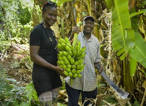 Une image contenant extrieur, arbre, banane, personne

Description gnre automatiquement